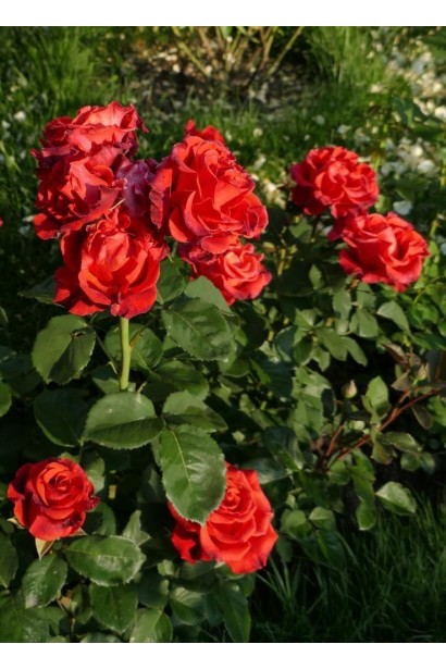 Троянда червона Ель Торо 